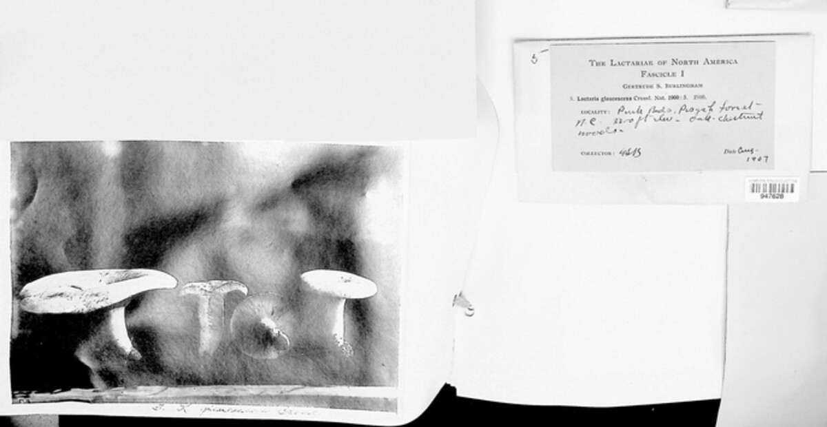 Lactifluus glaucescens image
